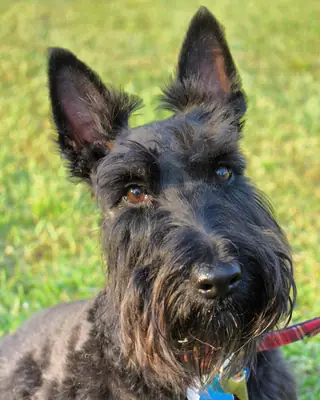 Terrier écossais — photo de la race