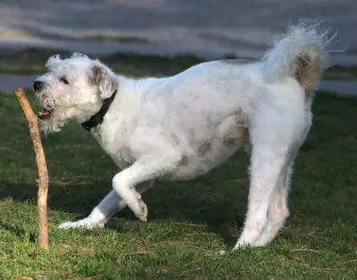 Terrier irlandais à poil doux — photo de la race