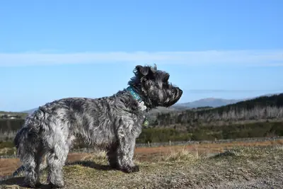 Terrier irlandais Glen of Imaal — photo de la race