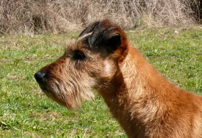 Terrier irlandais — photo de la race