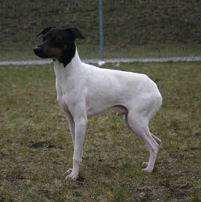 Terrier japonais — photo de la race