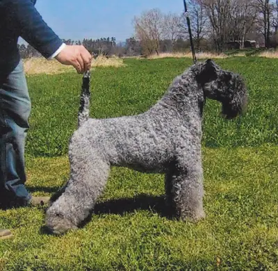 Terrier Kerry Blue — photo de la race