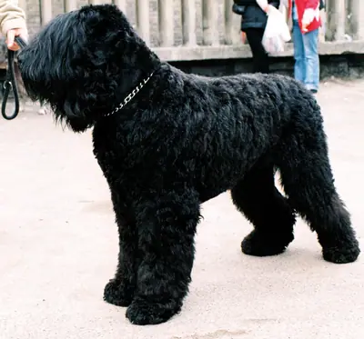 Terrier noir russe — photo de la race
