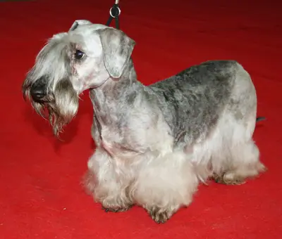 Terrier tchèque — photo de la race