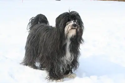 Terrier tibétain — photo de la race