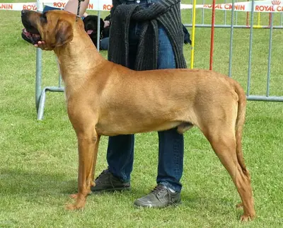 Tosa — photo de la race