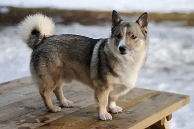Vallhund suédois — photo de la race