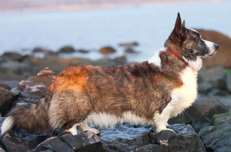 Welsh Corgi Cardigan adulte, photographié en extérieur
