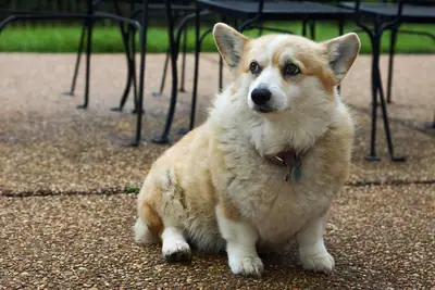 Welsh Corgi Pembroke — photo de la race
