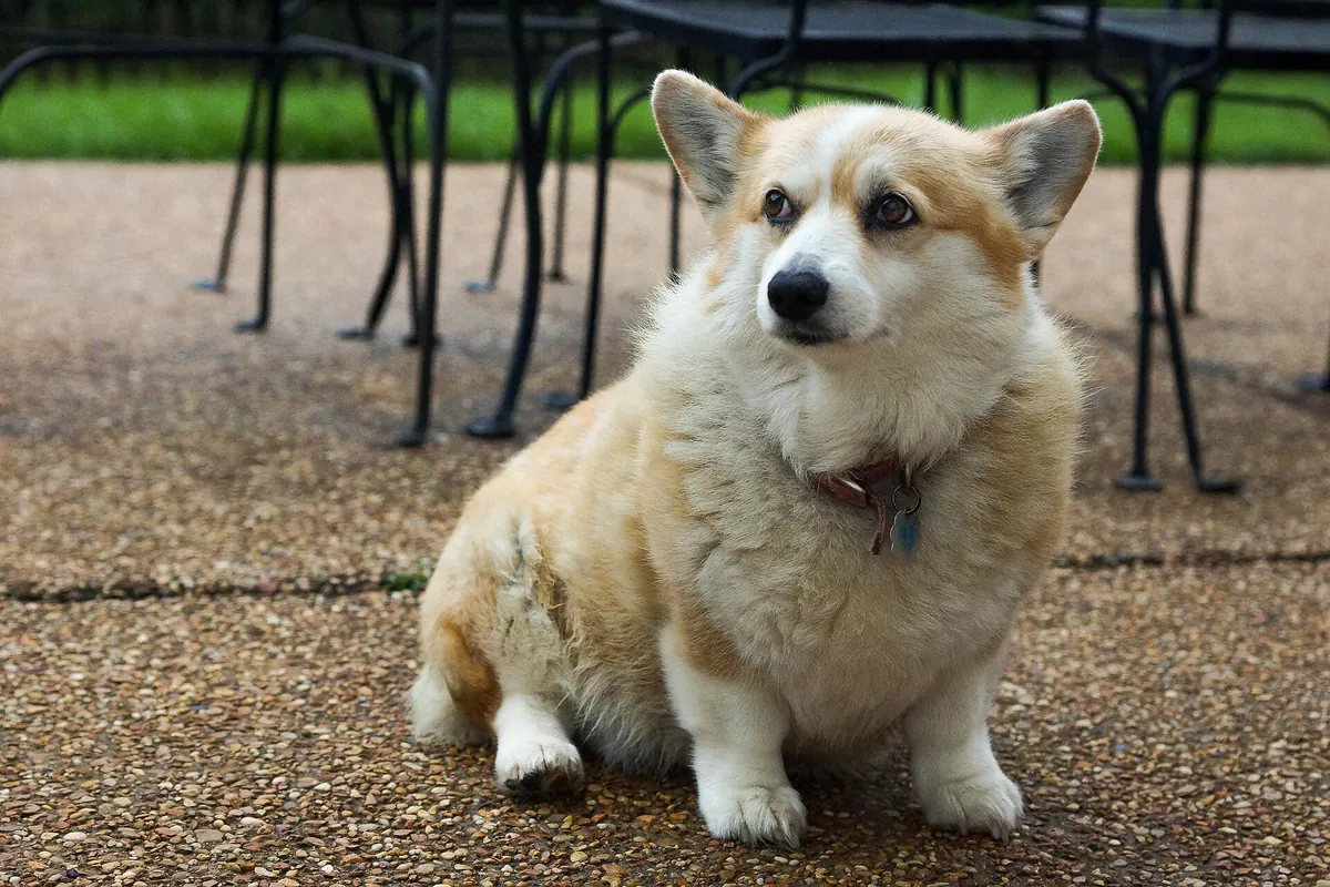 Welsh Corgi Pembroke adulte, photographié en extérieur