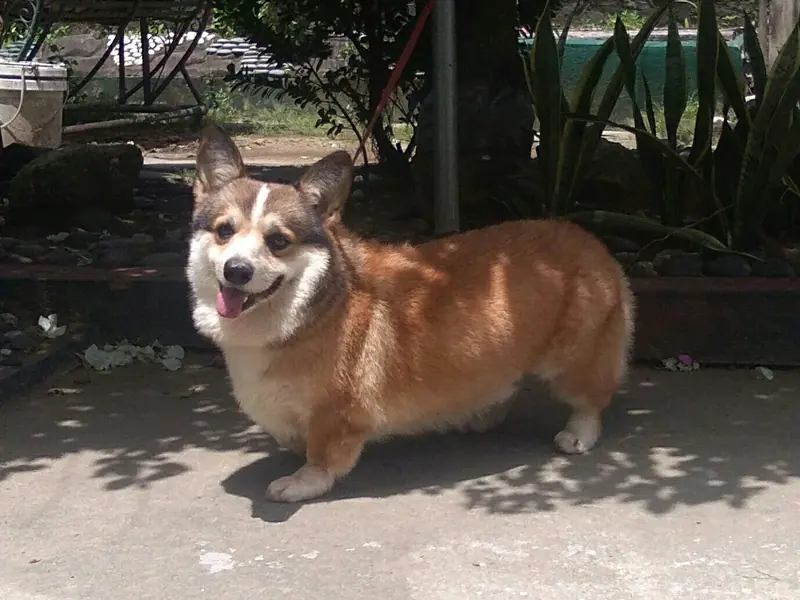 Welsh Corgi Pembroke — Welsh Pembroke Corgi