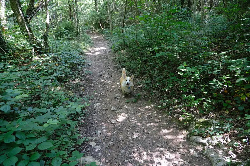 Welsh Corgi Pembroke — Corgi gallois @ Montagne d'Âge (51333720778)