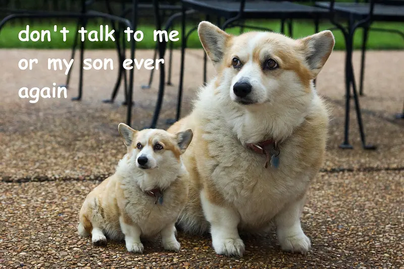 Welsh Corgi Pembroke — Don't talk to me or my son ever again
