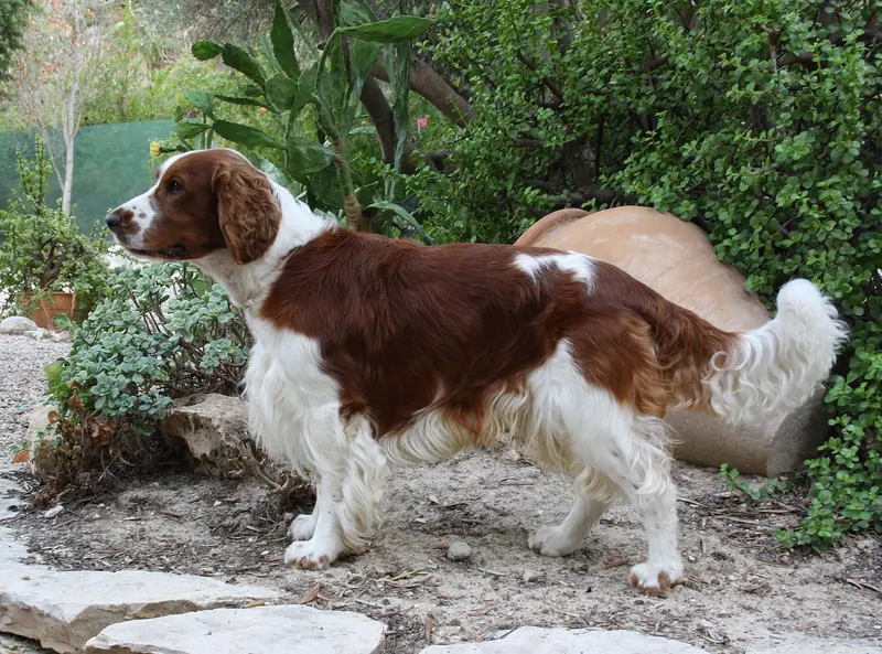 Welsh Springer Spaniel adulte, photographié en extérieur