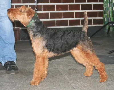 Welsh terrier — photo de la race