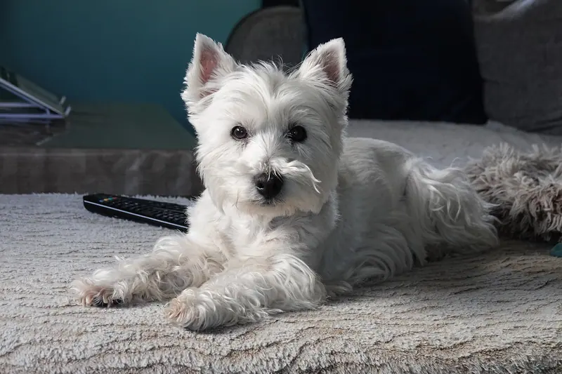 West Highland white terrier — Westie "Creamy", bientôt 12ans