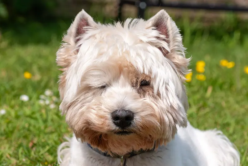 West Highland white terrier — West Highland White Terrier face portrait May 2023