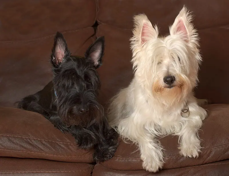 West Highland white terrier — Blossom and Laysha