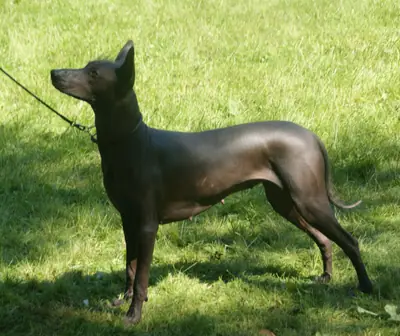 Xoloitzcuintle — photo de la race