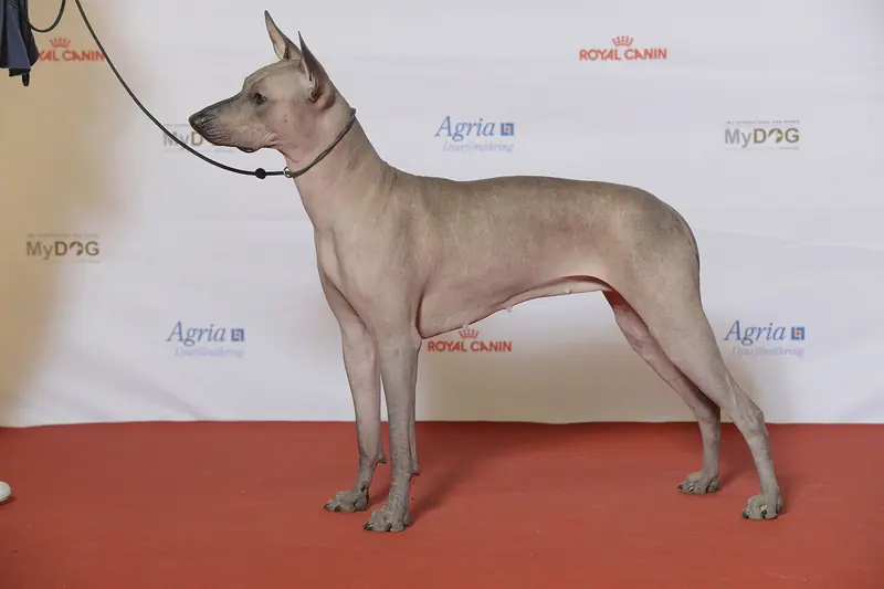 Xoloitzcuintle — BIR Grupp 5- MEXIKANSK NAKENHUND, Lokal Hero’s King Og Hart’s Istas (23607403303)