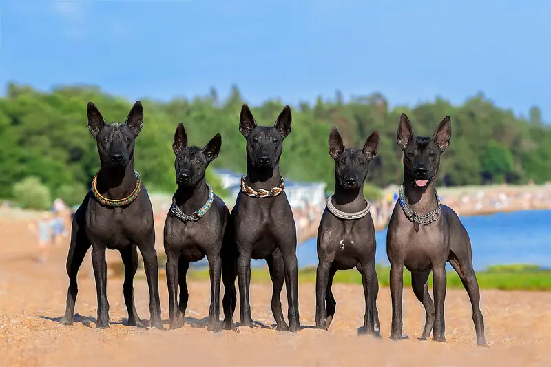 Xoloitzcuintle — Xolomania