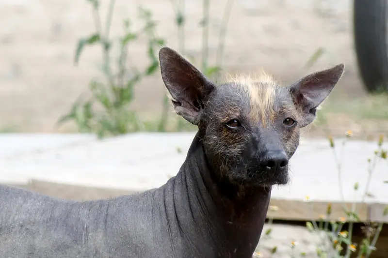 Xoloitzcuintle — XoloitzquintlePérou (1) 01