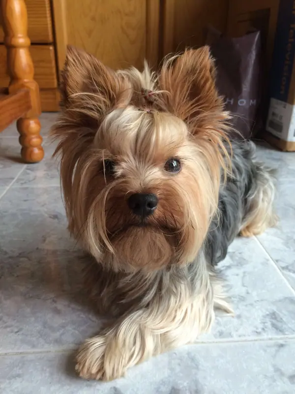 Yorkshire terrier — Imageyorkie