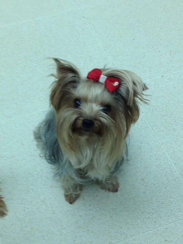 Yorkshire terrier — A yorkshire terrier watching carefully her master- 2013-04-12 17-03