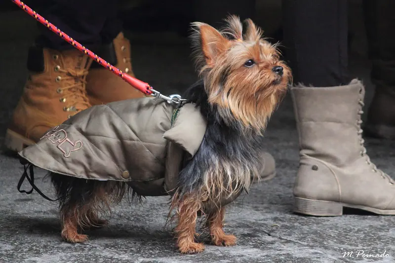 Yorkshire terrier — 009188 - Perro (12075334494)
